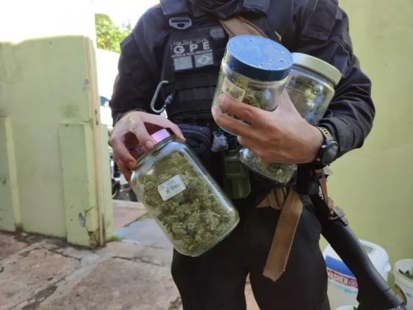  Organizadores de festa são presos com drogas sintéticas e plantação de maconha em estufa em Pedro II, no Piauí.(Imagem:Portal P2 )