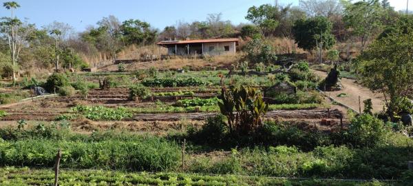 Parceria entre prefeitura e Rotary Club, contribui com a comercialização de hortaliças(Imagem:FlorianoNews)