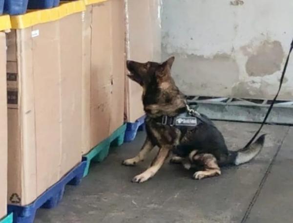 Cães da Receita Federal localizam pacote dos Correios com 3,5 kg de cocaína em Teresina.(Imagem:Divulgação /Receita Federal)