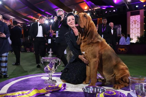 Os adversários do bloodhound eram das raças Bulldog francês, Pastor alemão, Maltês, Setter inglês, Samoieda e Lakeland terrier.  A premiação do Westminster Kennel Club acontece des(Imagem:Reprodução)