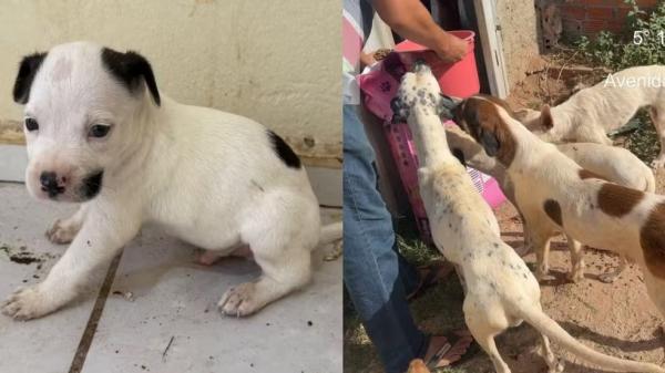 Cachorro e pássaro são encontrados mortos em casa em Teresina.(Imagem:Reprodução)