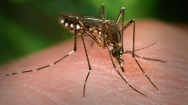 Oito municípios piauienses estão em situação de risco para surto de dengue, chikungunya e zika(Imagem:Reprodução)
