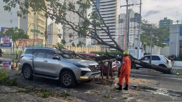 Árvore cai em cima de dois carros em avenida movimentada de Teresina.(Imagem:Lívia Ferreira/g1 PI)