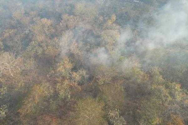 Animais morrem queimados em incêndio que já dura cinco dias no Norte do Piauí, divisa com o Ceará.(Imagem:Reprodução)