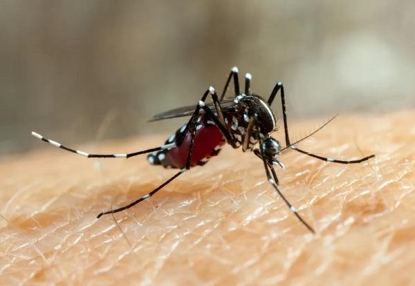 O mosquito africano Aedes aegypti é o transmissor da dengue, ou melhor, a fêmea do mosquito.(Imagem:Freepik)