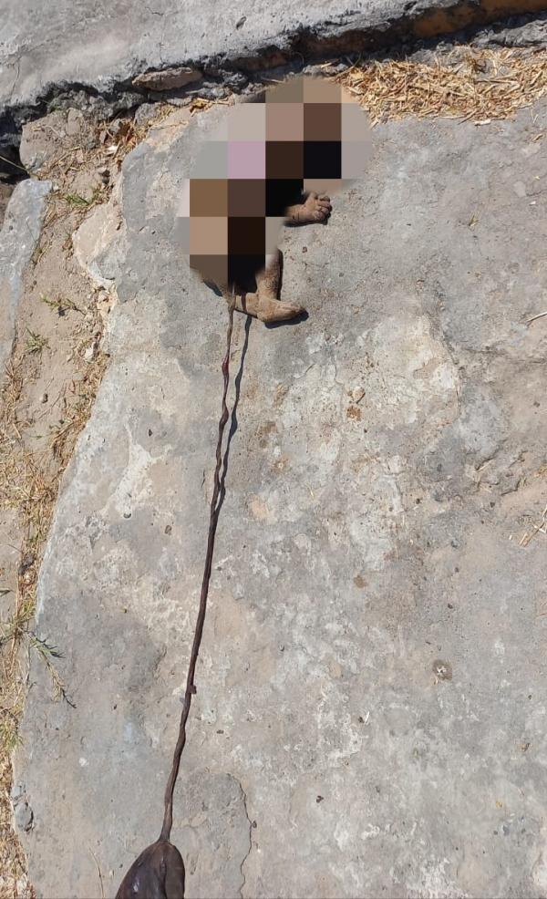 Corpo de recém nascido é encontrado em terreno baldio de Floriano(Imagem:Reprodução)