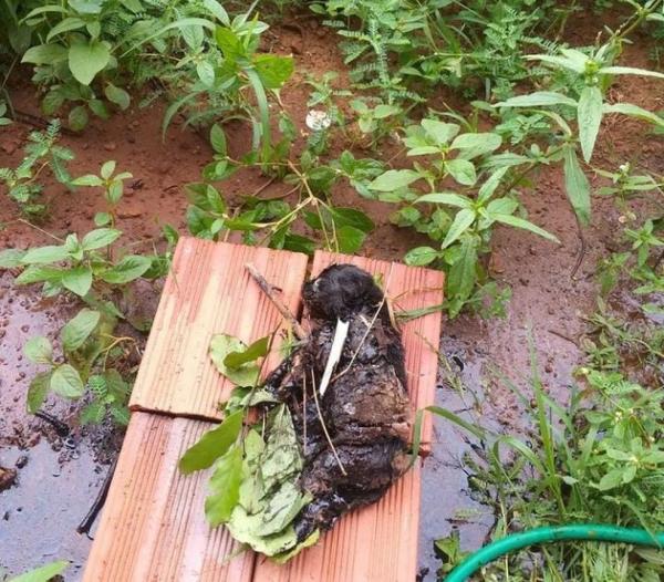 Três filhotes de cachorro morreram após ficarem cobertos com piche de asfalto em fábrica abandonada no PI.(Imagem:Reprodução)