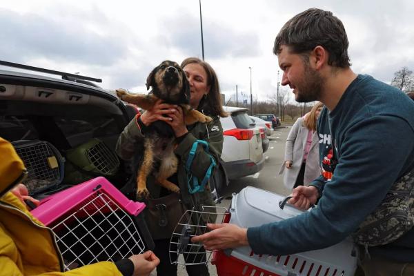 Cães e gatos abandonados na Ucrânia são resgatados e levados para Rússia(Imagem:Reprodução)