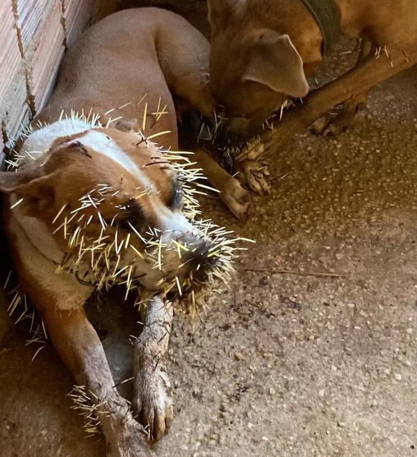 Cadelas ficam feridas ao atacar porco-espinho em Teresina; mais de 2 horas para tirar todos os espinhos.(Imagem:Tabatta Arrivabene/Arquivo pessoal)
