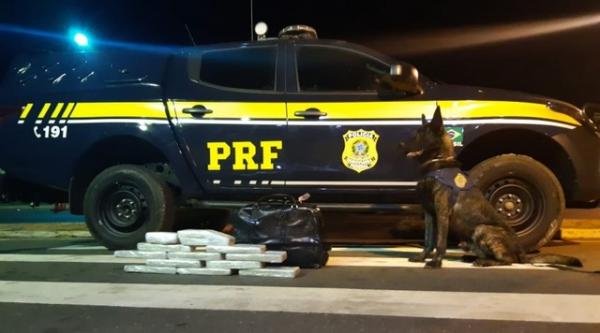 Cão farejador localiza 13 kg de maconha e 1 kg de crack no bagageiro de um ônibus em Picos.(Imagem:Reprodução/PRF)