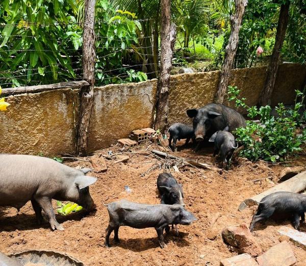 A Ag&ecirc;ncia mant&eacute;m vigil&acirc;ncia ativa na &aacute;rea perifocal, com monitoramento das propriedades pr&oacute;ximas ao foco.(Imagem:Divulga&ccedil;&atilde;o)