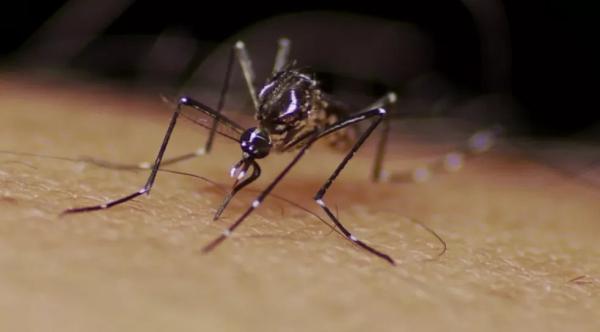 Teresina registra quarta morte por chikungunya e aumento de 686 casos de dengue em uma semana(Imagem:Divulgação)