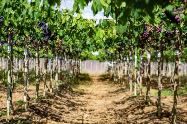 Pesquisa e irrigação viabilizam cultivo de uva em áreas do semiárido no Piauí(Imagem:Maria Catiany / FAPEPI)