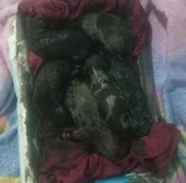 Três filhotes de cachorro morreram após ficarem cobertos com piche de asfalto em fábrica abandonada no PI.(Imagem: Reprodução)