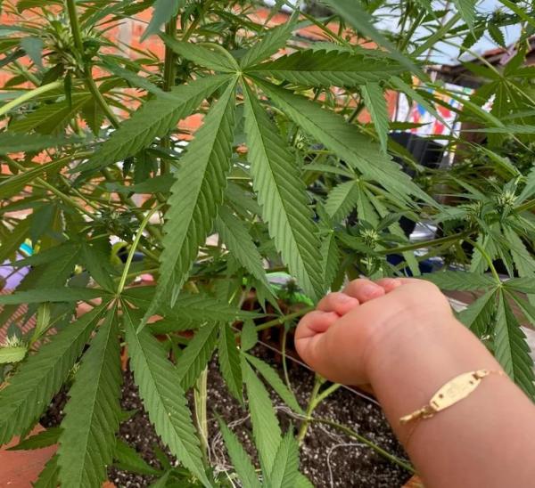  Pais de menino de 2 anos que tinha 200 convulsões por dia conseguem autorização para plantar maconha medicinal no Piauí.(Imagem:Arquivo pessoal )