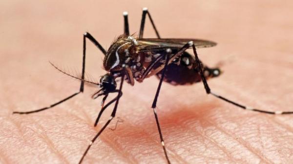 O mosquito Aedes aegypti é o principal transmissor da dengue.(Imagem:João Paulo Burini)