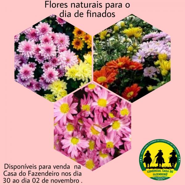 Casa do Fazendeiro disponibiliza flores para o Dia de Finado(Imagem:Divulgação)