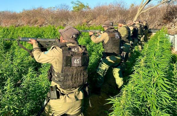 Apreensão de maconha no Piauí cresce mais de 500%, um dos melhores resultados do país(Imagem:Divulgação)