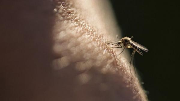 Mosquito que transmite a malária, doença que ainda mata 400 mil pessoas por ano no mundo(Imagem:Reprodução)