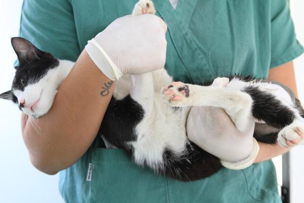 Programa gratuito de cirurgias para esterilização de cães e gatos é iniciado em Vitória(Imagem:Reprodução)