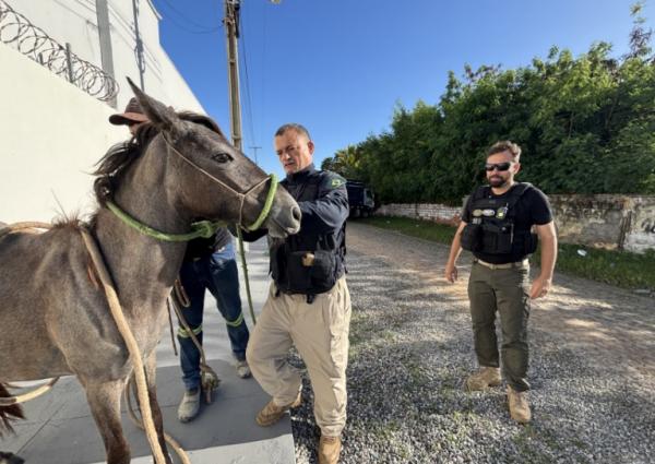 A norma, publicada no Di&aacute;rio Oficial - Edi&ccedil;&atilde;o 17/2026, cria a Pol&iacute;tica Estadual de Preven&ccedil;&atilde;o e Resposta aos Sinistros de Tr&acirc;nsito envolvendo Animais.(Imagem:Ascom SSP)