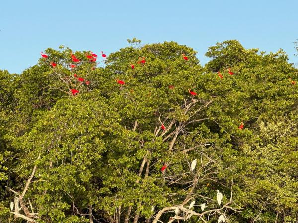 Passeio parte da Praia de Macap&aacute;, percorre o Rio Cardoso e refor&ccedil;a a gera&ccedil;&atilde;o de renda com foco na preserva&ccedil;&atilde;o ambiental.(Imagem:Divulga&ccedil;&atilde;o)