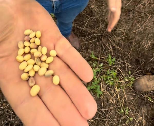 Excesso de chuva  atrasa  colheita da soja no sul do Piau&iacute; e preocupa produtores(Imagem:Divulga&ccedil;&atilde;o)