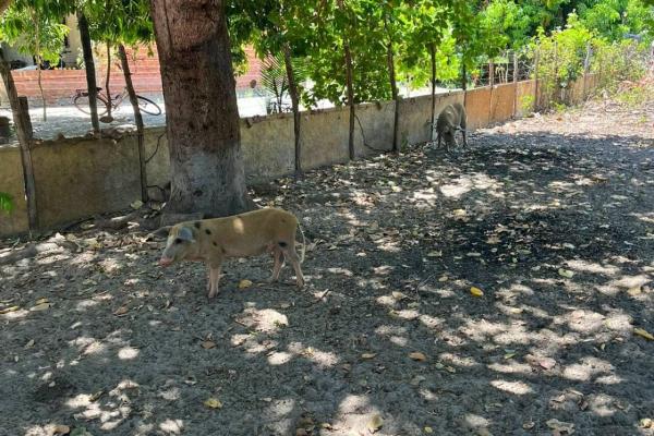 Piau&iacute; &eacute; um dos primeiros estados a concluir levantamento nacional sobre presen&ccedil;a de javalis(Imagem:Ascom Adapi)