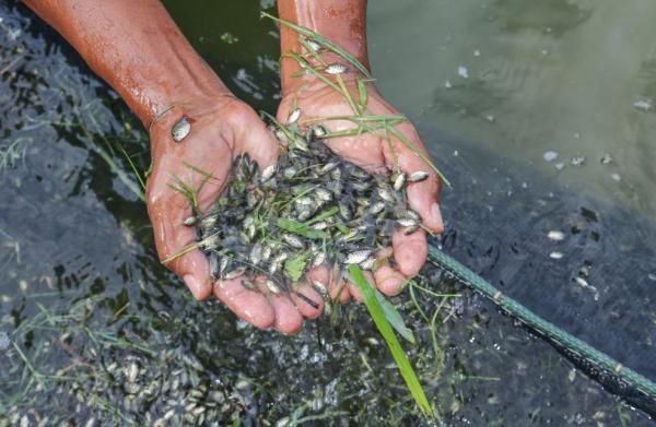 Ação conta com investimento de R$ 44,5 mil e irá contemplar agricultores familiares de 12 municípios.(Imagem:Divulgação)