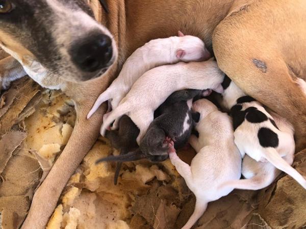 Cadela e os filhotes estavam em casa abandonada, que foi incendiada em Picos.(Imagem:Arquivo Pessoal/Bianca Ilíria Gomes)