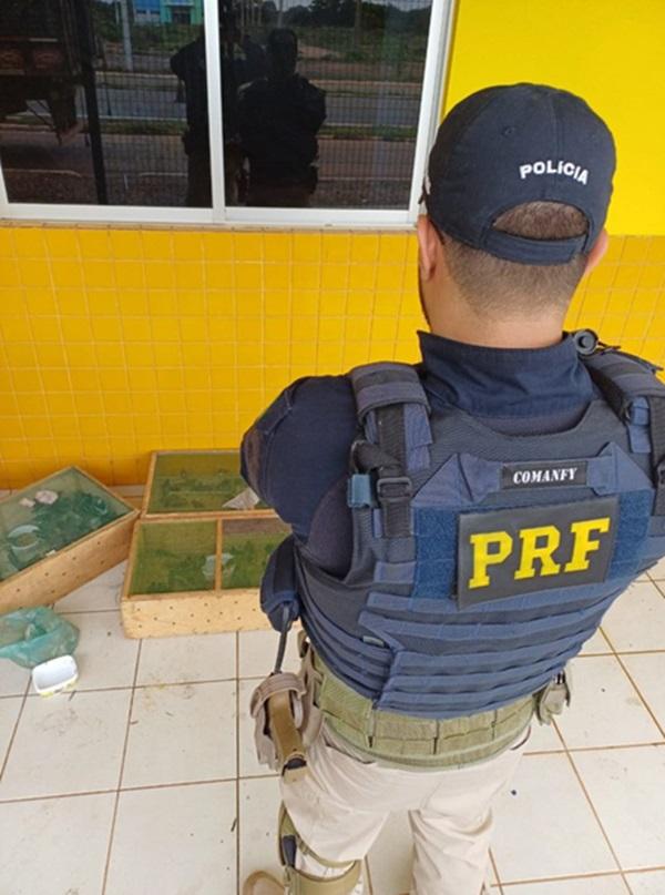 PRF aprende mais de 300 pássaros sendo transportados ilegalmente(Imagem:Divulgação/PRF)