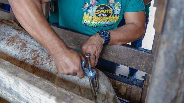 Adapi imunizou quase 2 milhões de bovinos e bubalinos.(Imagem:Divulgação)