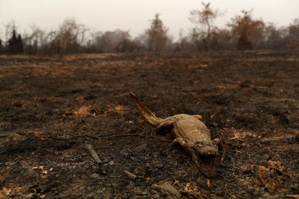 Jacaré é visto morto depois de incêndio no Pantanal em Poconé (MT), no dia 31 de agosto.(Imagem:Amanda Perobelli/Reuters)