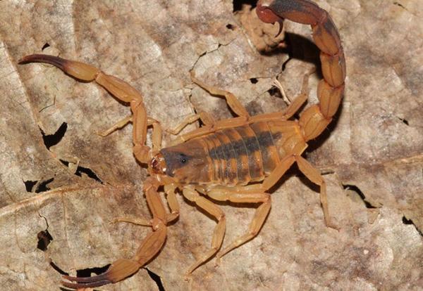 Piau&iacute; teve 2 mil casos de picadas de escorpi&atilde;o em 2025; Instituto Natan Portela &eacute; refer&ecirc;ncia em atendimento.(Imagem:Instituto Butantan)