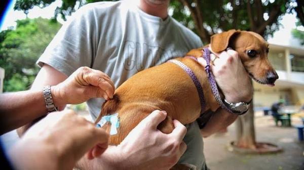 A estimativa é que sejam vacinados 546 mil cães e 261 mil gatos a partir dos três meses de idade, nos 224 municípios piauienses.(Imagem:Divulgação)