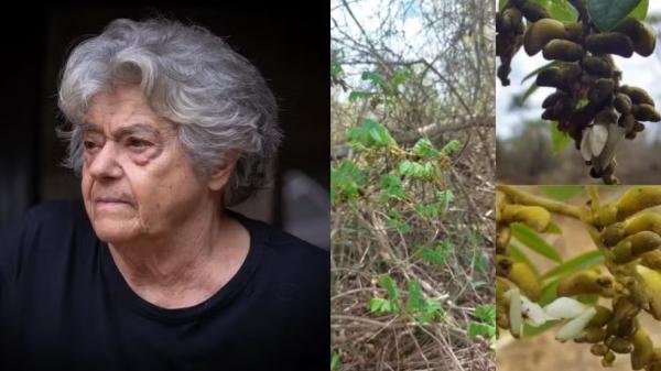 Nova esp&eacute;cie de planta da Caatinga recebe nome em homenagem &agrave; arque&oacute;loga Ni&egrave;de Guidon.(Imagem:Montagem/g1)