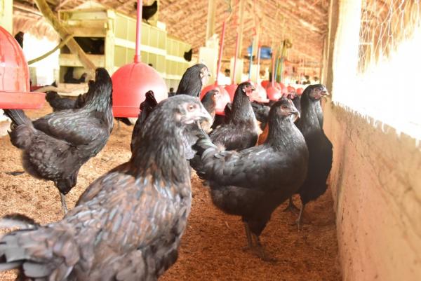 Desenvolvimento Rural visita criação de galinha 