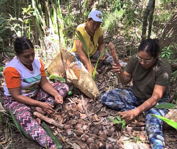No Piauí, quebradeiras vão criar primeira fábrica de sabonetes artesanais feitos com óleo de coco babaçu(Imagem:Divulgação)