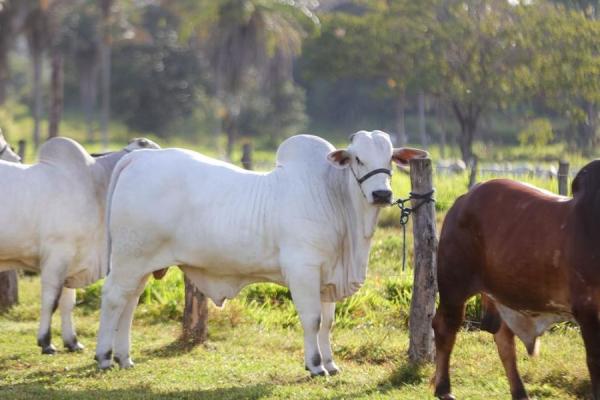 Piauí intensifica vacinação contra febre aftosa e quer atingir 95% de cobertura vacinal.(Imagem:Divulgação)