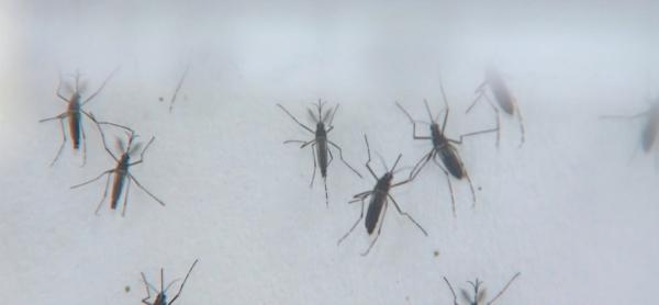 Mosquito Aedes Agypt transmite a dengue(Imagem:Rodrigo Sargaço)