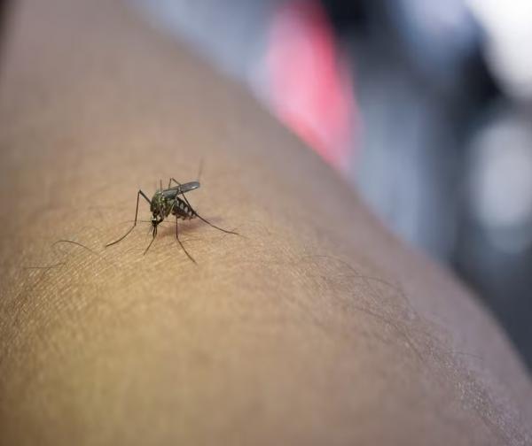 Mosquito transmissor da dengue.(Imagem:Divulgação)