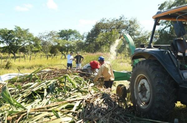 Floriano: Produção de silagem vai garantir alimento para os animais durante a estiagem.(Imagem:Divulgação)