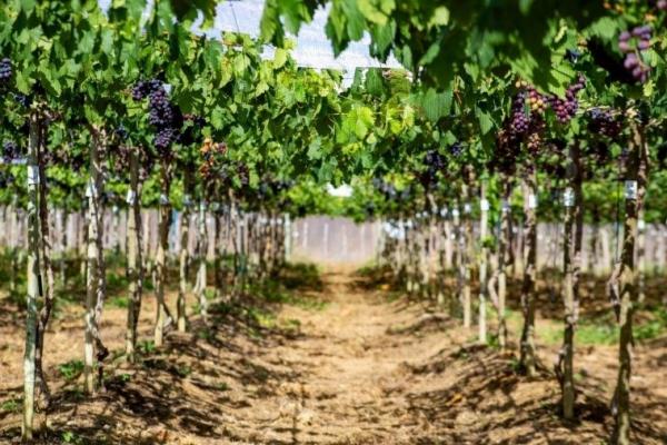 ProFruti leva inova&ccedil;&atilde;o a quatro polos de produ&ccedil;&atilde;o para aumentar a produtividade em 30% e combater o &ecirc;xodo rural no semi&aacute;rido.(Imagem:Maria Catiany)
