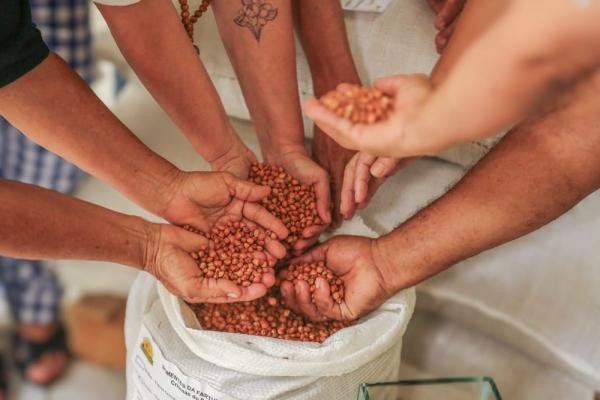 SAF entrega mais de duas toneladas de sementes de milho e feijão para agricultores de 11 municípios do Piauí.(Imagem:Divulgação)