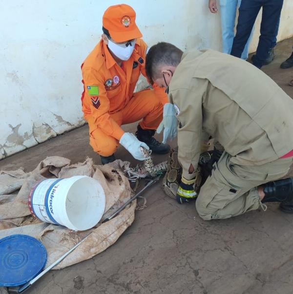 Momento em que animal é capturado próximo ao supermercado em Picos.(Imagem:Divulgação /Bombeiros Piauí)