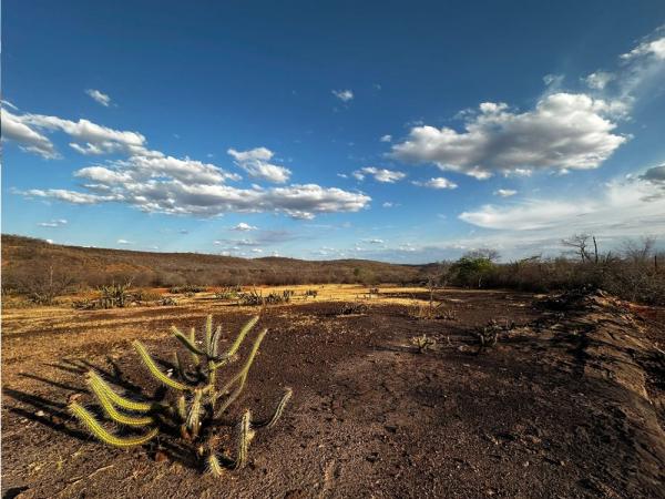 Piauí volta a registrar seca extrema após sete anos; 22,2% do território está sob impacto severo.(Imagem:Divulgação)