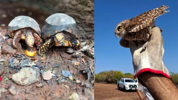 Animais silvestres recuperados são soltos em reserva ambiental no PI.(Imagem:Reprodução)