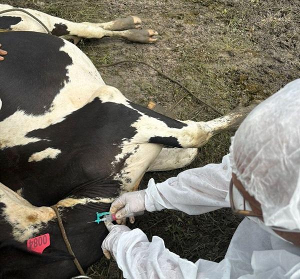 Piauí realiza vigilância sorológica para garantir status de zona livre da aftosa sem vacinação(Imagem:Ascom/Adapi)