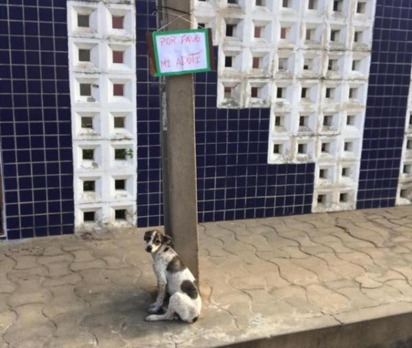 Filhote foi abandonada com placa presa em poste em Teresina: