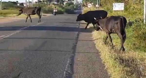 Animais na pista causam transtornos à motoristas na PI-05, em Floriano.(Imagem:Edson Veloso)